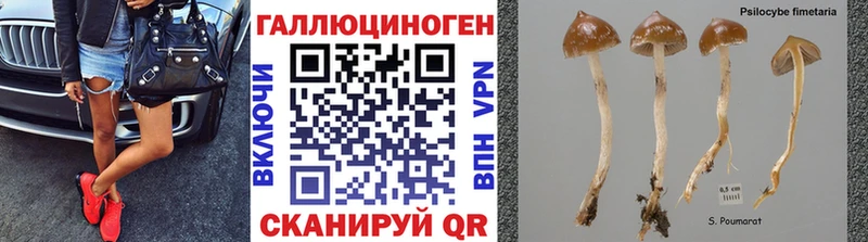 закладки  Вилюйск  Псилоцибиновые грибы GOLDEN TEACHER 